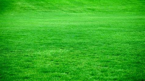 grass green background|900+ Grass Background Images: Download HD Backgrounds on Unspla.